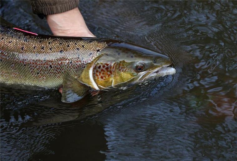 Tausche große Pommes gegen langen Lachs: In Alaska ist das in einigen McDonald‘s-Fillialen möglich. (Symbolbild)