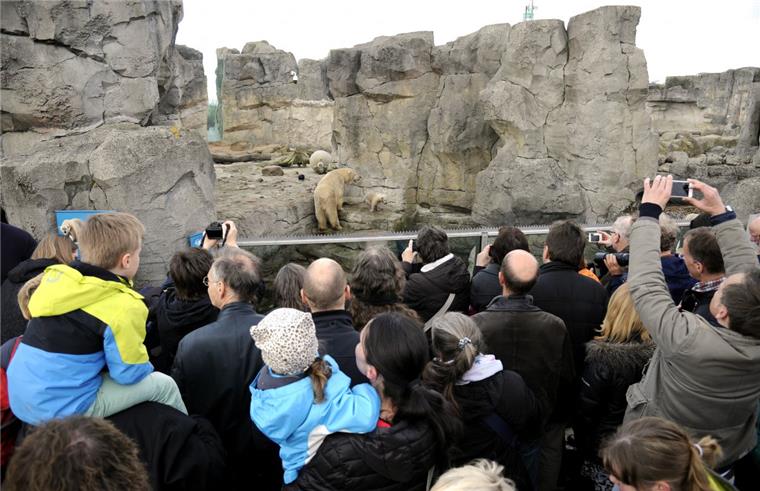 Zoo am Meer: Eisbär Lili Superstar Tausende Besucher wollten am Wochenende Eisbär Lili im Zoo am Meer sehen.