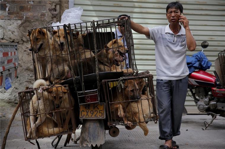 China: Wenn Tausende Hunde im Kochtopf landen Tausende Hunde und Katzen werden zum Hundefleisch-Festival in Yulin geschlachtet. Behörden kündigten nun Maßnahmen an.