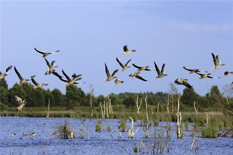 Drei neue Naturschutzgebiete für den Landkreis Rotenburg Tausende von Vögeln machen am Huvenhoopssee im Landkreis Rotenburg Station, bevor sie in ihre Winterquartiere fliegen.
