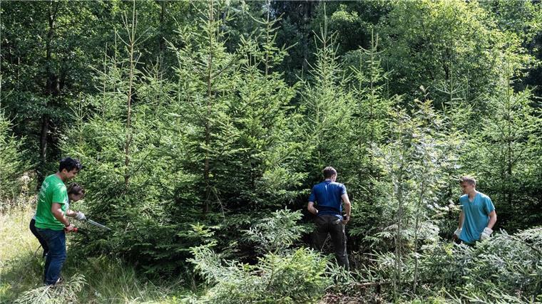 Gemeinsam Wald schützen: Internationales Workcamp endet Teilnehmer entfernen Fichten aus einem Bachlauf im Harz.