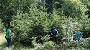 Teilnehmer entfernen Fichten aus einem Bachlauf im Harz.