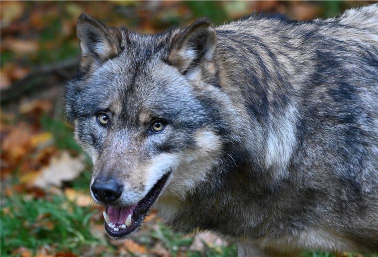 Wolfsfreunde klagen gegen Abschussgenehmigung Ein Wolf steht in einem Gehege vom Wildpark Neuhaus im Solling.