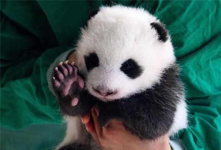 Tier-Fake entlarvt: Panda oder Hund? Die Schock-Auflösung!