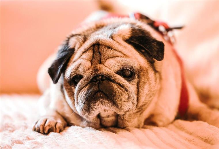 Tierärzte warnen: Bei diesen Hunderassen drohen Probleme Ein Mops liegt auf dem Sofa.