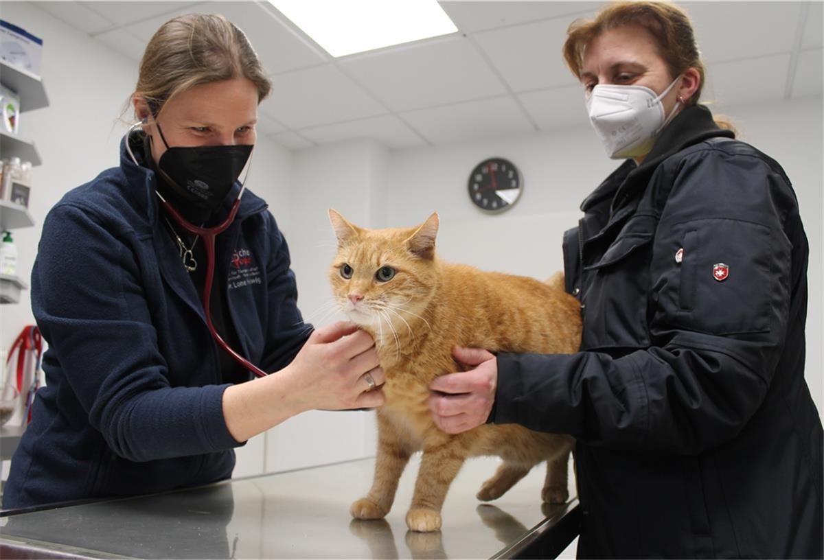 Tierärztin Lone Hell­wig (links) bei der Untersuchung von Kater Sammy (11). Ihm zur Seite steht Besitzerin Claudia Brenning.