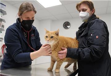 Tierärztin Lone Hell­wig (links) bei der Untersuchung von Kater Sammy (11). Ihm zur Seite steht Besitzerin Claudia Brenning.