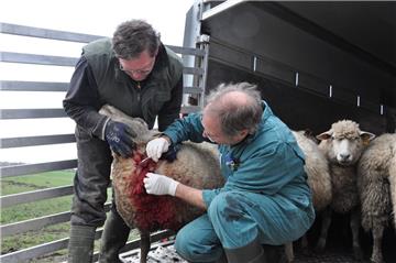 Tierarzt Dr. Asmus Erichsen (rechts) nimmt bei dem verletzten Schaf eine Probe. Links der Schafhalter Wilco Brouwer.