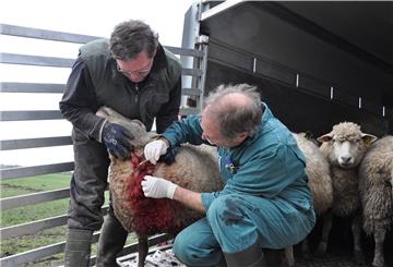 Tierarzt Dr. Asmus Erichsen (rechts) nimmt eine DNA-Probe bei einem verletzten Schaf. 
