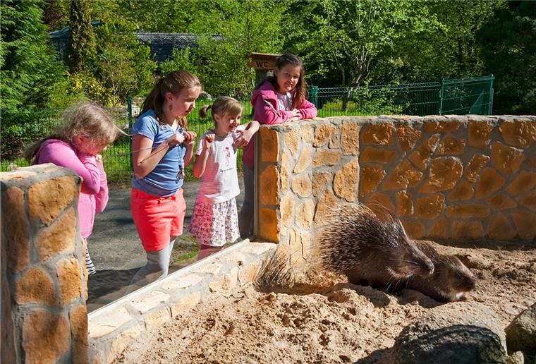 Zoo in Wingst öffnet am Mittwoch wieder Tiere gucken - das ist ab Mittwoch im Zoo in der Wingst wieder erlaubt.