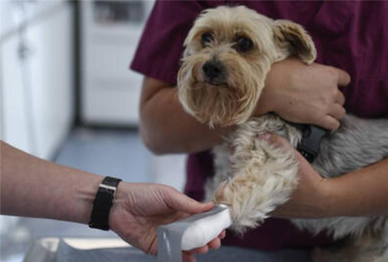 Neuer Notdienst entlastet Tierärzte in der Region Tiere mit schweren Verletzungen oder Erkrankungen können auch außerhalb der Sprechstunden vom tierärztlichen Notdienst betreut werden.