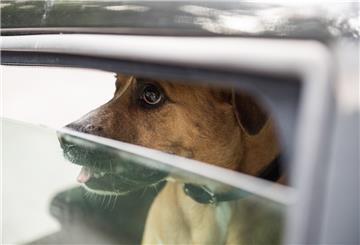 Tiere sollte man im Sommer niemals in geparkten Autos lassen – diese entwickeln sich schnell zur Todesfalle. 