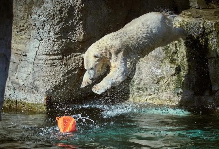 Faszinierende Tierwelten hautnah erleben! Tierische Wasserspiele: Ein Eisbär beim Sprung ins Wasser.