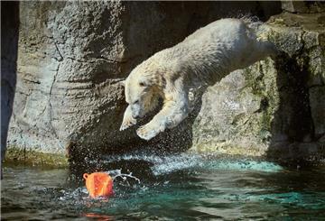Tierische Wasserspiele: Ein Eisbär beim Sprung ins Wasser. 