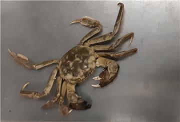 Polizei fängt große Krabbe