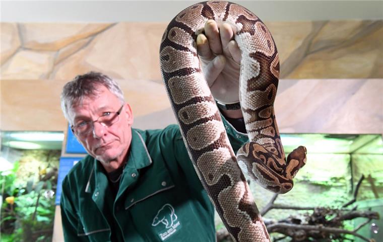 Schildkröten-Opa Fred verbringt die Rente im Bremerhavener Zoo Tierpfleger Hubert Wehling aus dem Zoo am Meer in Bremerhaven hat keine Angst vor Schlangen. Hier hält er während der großen Jahres-Tier-Inventur einen jungen Königspython in die Kamera.