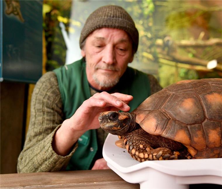 Bremerhaven: Zoo am Meer zählt alle Tiere - wirklich alle Tierpfleger Karl-Heinz Kretschmer krault Schildkröte Fred bei der Inventur im Zoo am Meer in Bremerhaven.