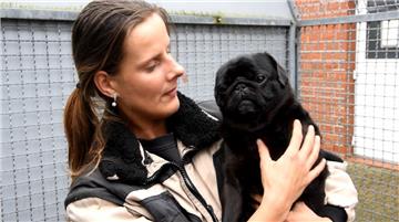 Tierpflegerin Nadine Bruns kümmert sich um die zwei Möpse. Im Tierheim haben sie vorläufige Namen bekommen: Die Hündin (Foto) heißt Emma, der Rüde Emre.