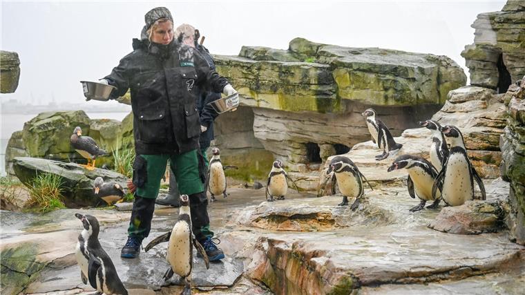 Tierisches Orakel im Zoo am Meer. 