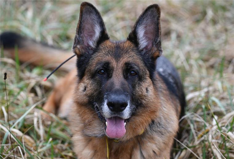 Unfassbare Tat! Mann schleift Schäferhund mit Jeep über den Asphalt bis er stirbt Ein Schäferhund liegt im Gras. In Belgien wurde ein Tier achtlos getötet.