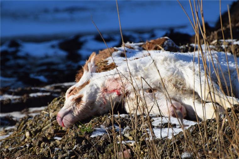 Zwei tote Kälber auf dem Misthaufen entdeckt: Tierschützer schlagen Alarm Tierschützer haben zwei tote Kälber auf dem Hof eines Landwirts entdeckt. Die Tiere waren von der Straße aus gut zu erkennen.