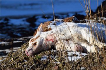 Tierschützer haben zwei tote Kälber auf dem Hof eines Landwirts entdeckt. Die Tiere waren von der Straße aus gut zu erkennen.