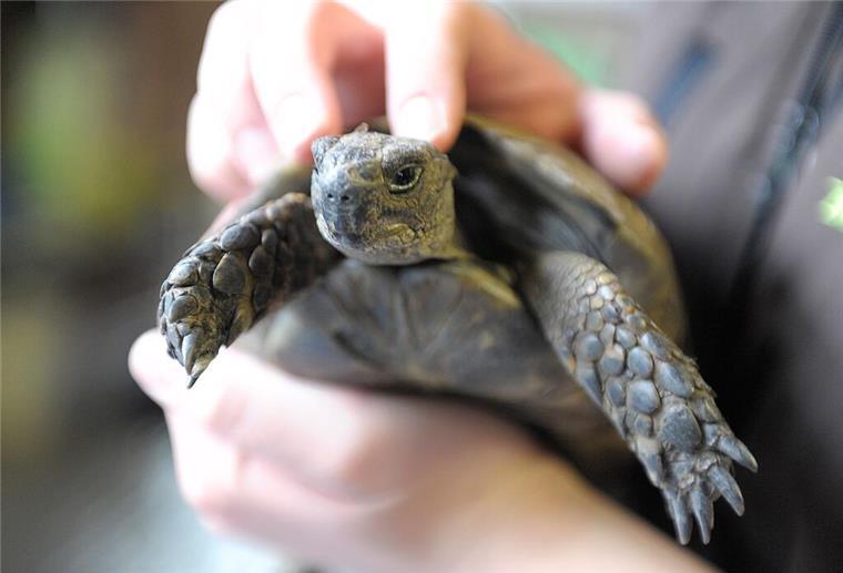 Sind Schildkröten als Haustiere für Kinder geeignet? Tierschutzbund warnt: Schildkröten sind keine Kuscheltiere!