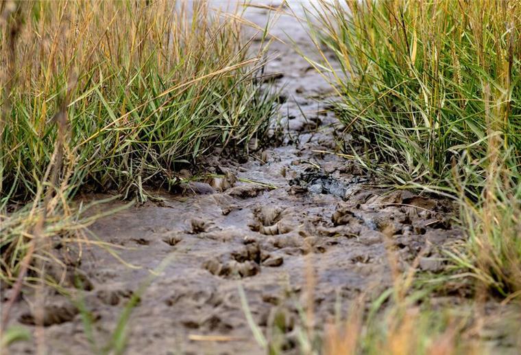 Sellstedt: Naturführung vermittelt Infos zum geheimen Leben der Tiere Tierspuren zeichnen sich im Schlickboden ab