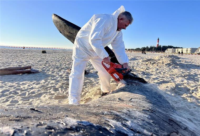 Timo Arp, Schlachter aus Jagel, zerlegt mit einer Motorsäge den Pottwal-Kadaver am Strand. Der rund 14 Meter lange Kadaver war am Wochenende (15./16.02.2025) von Muschelfischern dorthin geschleppt und gesichert worden.