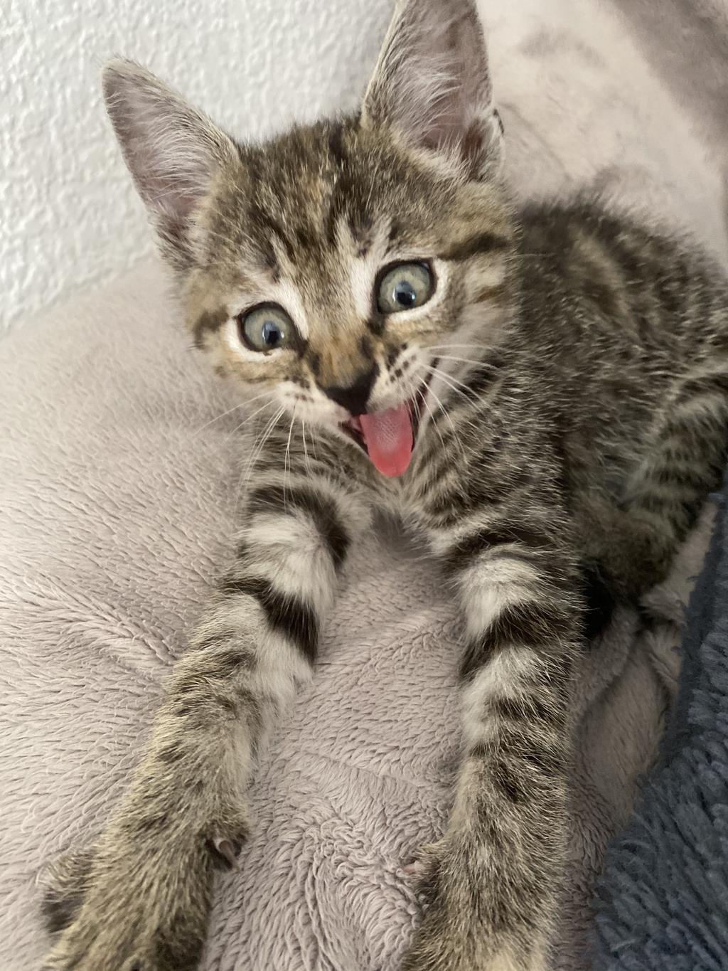 Tjalina B. schickte uns dieses Bild der kleinen Katze Frieda. Und wir fragen uns...