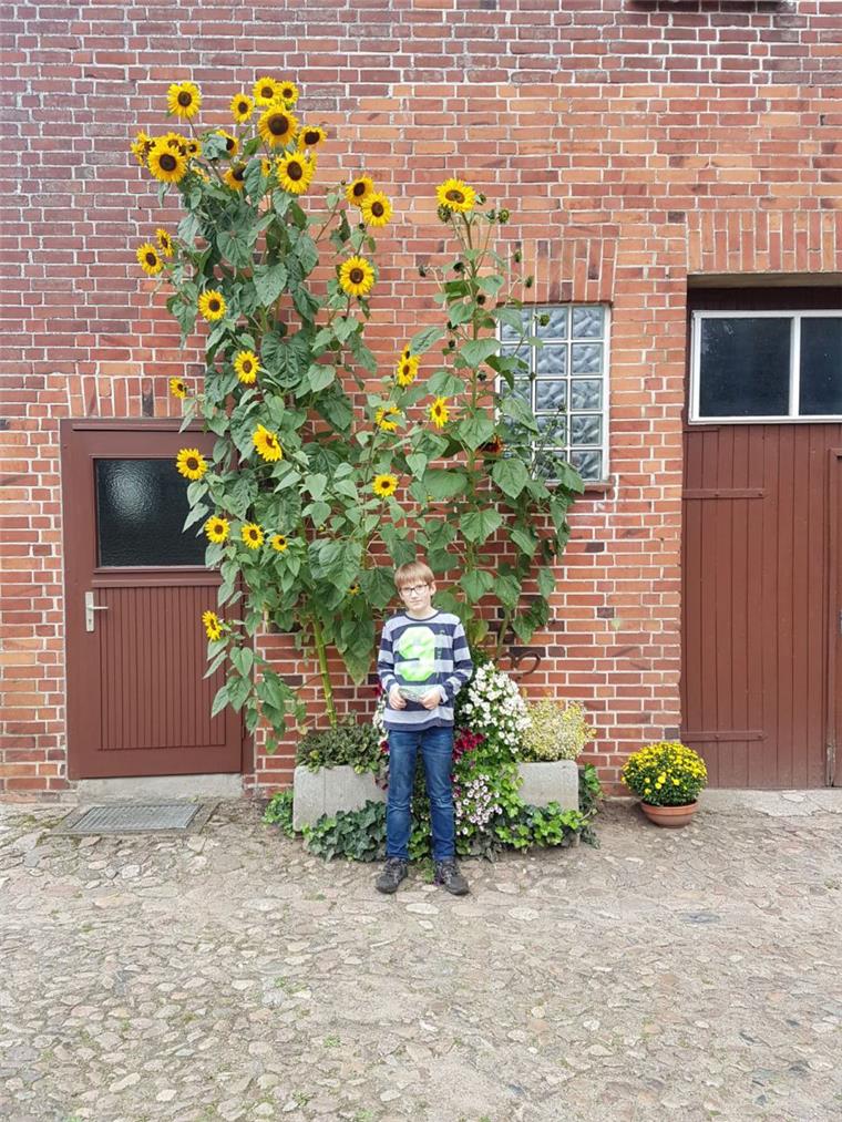 Glinstedt: Familie staunt über riesige Sonnenblumen Tjorben Blanken aus Glinstedt hat diese Sonnenblumen zusammen mit seinem Opa gepflanzt.