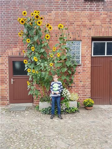 Tjorben Blanken aus Glinstedt hat diese Sonnenblumen zusammen mit seinem Opa gepflanzt.