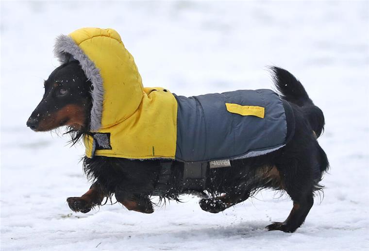 Ein Dackel trägt einen Wintermantel für Hunde und läuft durch den Schnee im «Queen's Park». +++ dpa-Bildfunk +++
