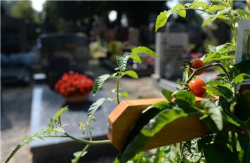 Tomaten auf einem Friedhof in Neuburg an der Donau erhitzen die Gemüter.
