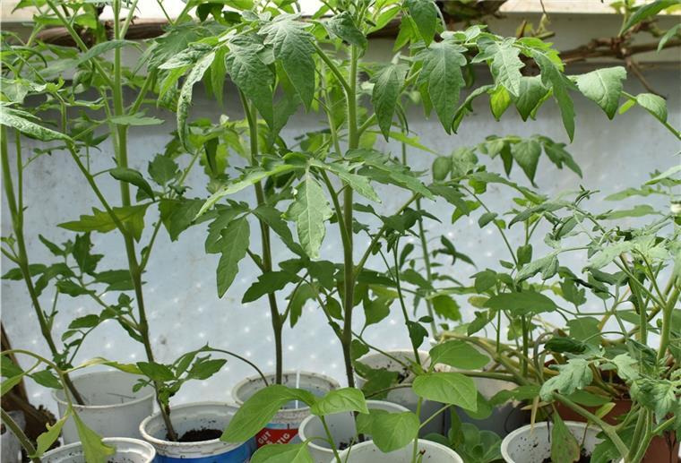 Tomaten lassen sich problemlos in Joghurtbechern vorziehen. Sie gedeihen auch in großen Töpfen an einem sonnigen Platz auf der Terrasse oder auf dem Balkon.