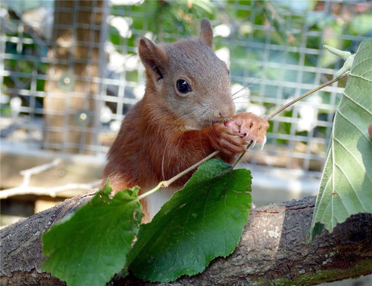 Eichhörnchen-Mädchen Pippilotta ausgewildert Topfit und bereit für die Freiheit: Das Eichhörnchen Pippilotta,. Es machte Schlagzeilen, weil es sich vor Wochen so hartnäckig an die Fersen eines Mannes geheftet hatte, dass der die Polizei alarmierte.