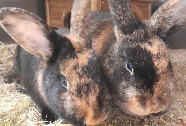 Süßer Doppelpack: Toph und Katara suchen ein neues Zuhause Toph und Katara sind eher zurückhaltend.