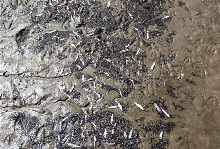 Tote Fische, die meisten junge Heringe, wurden in der vorvergangenen Woche angeschwemmt. Die Ursachenermittlungen laufen.
