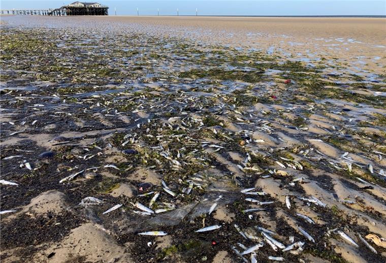 Tote Fische liegen am Nordseestrand. An der Nordseeküste von Schleswig-Holstein und Niedersachsen sind in den vergangenen Tagen an mehreren Orten Hunderte tote Fische angeschwemmt worden.