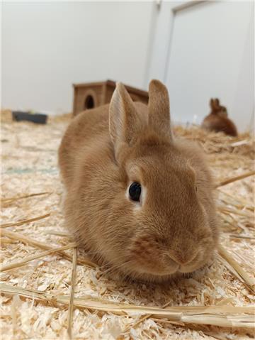 Kaninchen