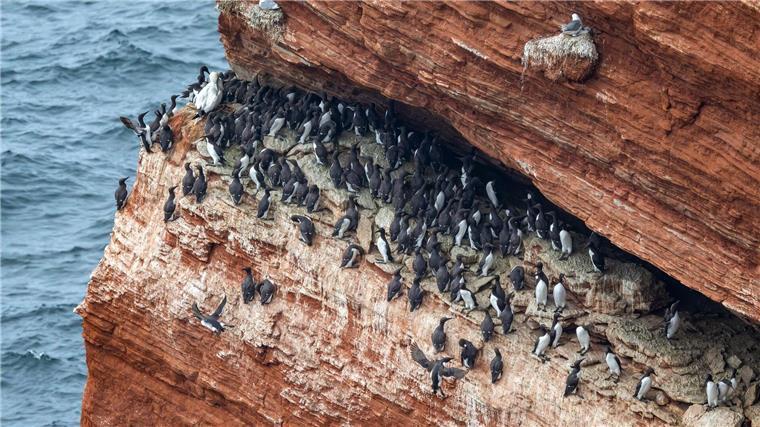 Vogelgrippe verläuft in Niedersachsens Wattenmeer glimpflich Trottellummen auf der Hochseeinsel Helgoland.