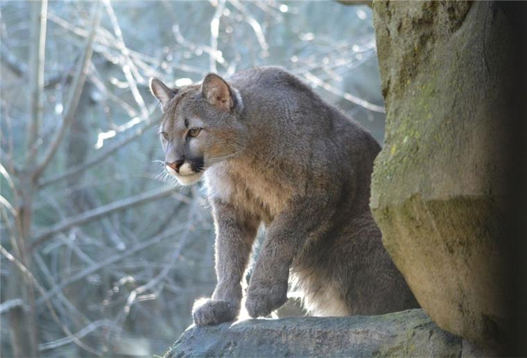 Zoo am Meer: Puma Frieda ist tot Trotz der Untersuchung bleibt die Todesursache von Puma Frieda ungeklärt.