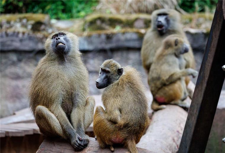 Wieso tötete der Nürnberger Tiergarten gesunde Paviane? Fragen und Antworten Paviane sitzen in ihrem Gehege im Tiergarten Nürnberg. Trotz massiver Kritik sind im Tiergarten Nürnberg zwölf gesunde Paviane getötet worden. Wir geben Antworten auf die wichtigsten Fragen.