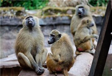  Paviane sitzen in ihrem Gehege im Tiergarten Nürnberg. Trotz massiver Kritik sind im Tiergarten Nürnberg zwölf gesunde Paviane getötet worden. Wir geben Antworten auf die wichtigsten Fragen.