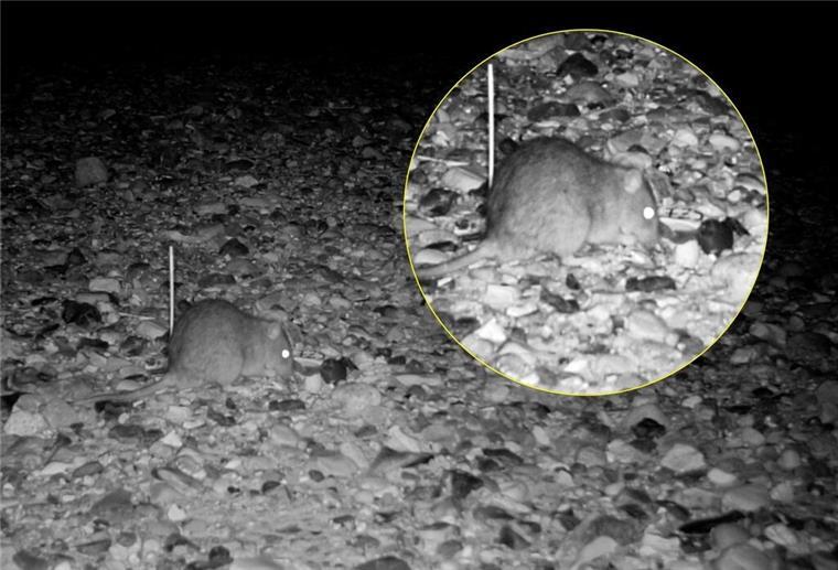 Nachtaufnahme einer Ratte, die ein Vogelei am Strand findet