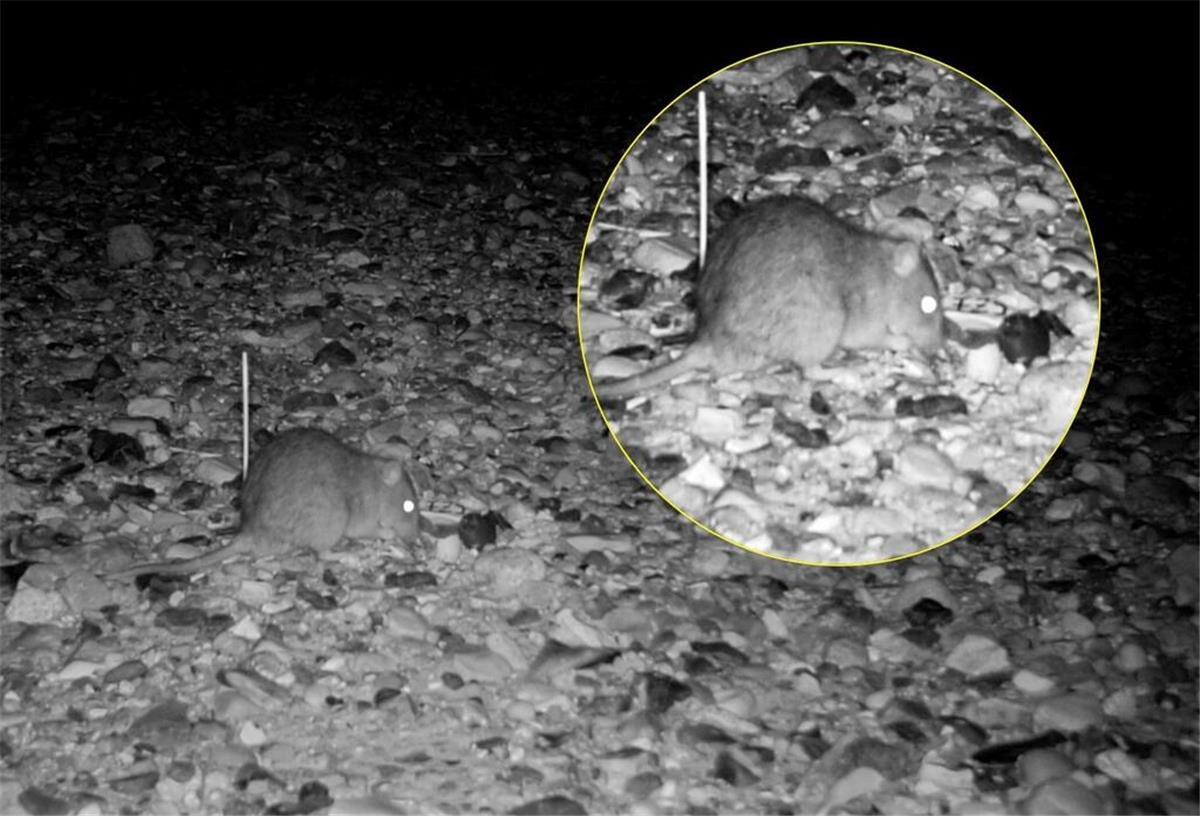 Nachtaufnahme einer Ratte, die ein Vogelei am Strand findet
