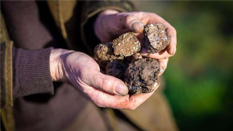 Sievers: Südniedersachsen soll Trüffelland werden Trüffelbauer Fabian Sievers hält auf seiner Trüffelplantage bei Alfeld geerntete Trüffel in seinen Händen.