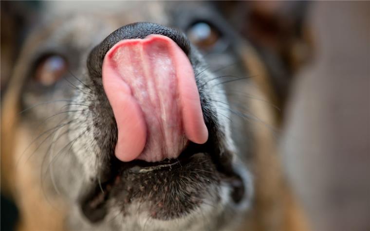 Bremen: Hundespeichel als tödliche Gefahr? Über den Speichel seines Hundes sollen offenbar schädliche Bakterien in den Körper eines Mannes gelangt sein.