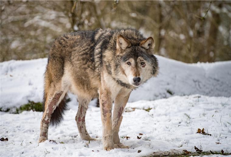 Niedersachsen: Landtag debattiert über Umgang mit Wölfen Über den Umgang mit dem Wolf wird am Donnerstag im niedersächsischen Landtag debattiert.