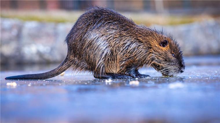 Zahl der Nager-Reviere zuletzt verdoppelt – Deiche gefährdet Über ein Drittel der Jagdreviere melden bundesweit ein Nutria-Vorkommenn - besonders dramatisch ist die Lage in Bremen und Hamburg (Symbolbild).